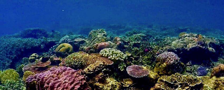 Барьерный риф