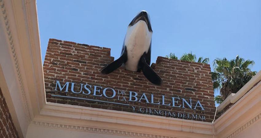 Китовый музей «Museo de la Ballena»